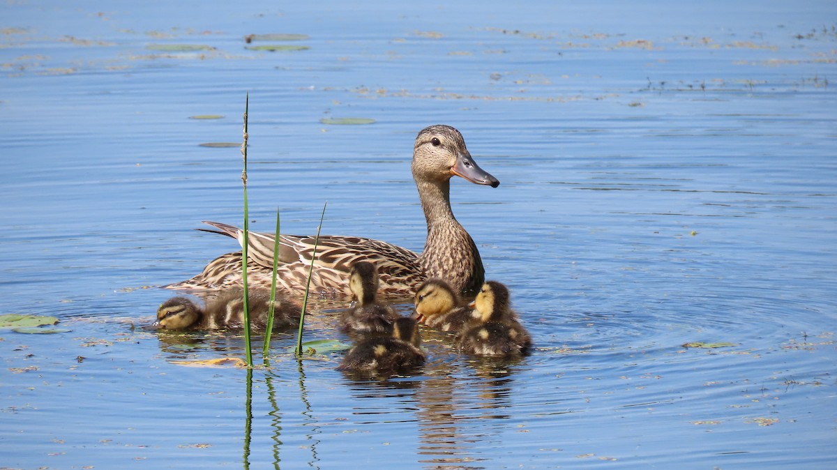Mallard - ML638064224