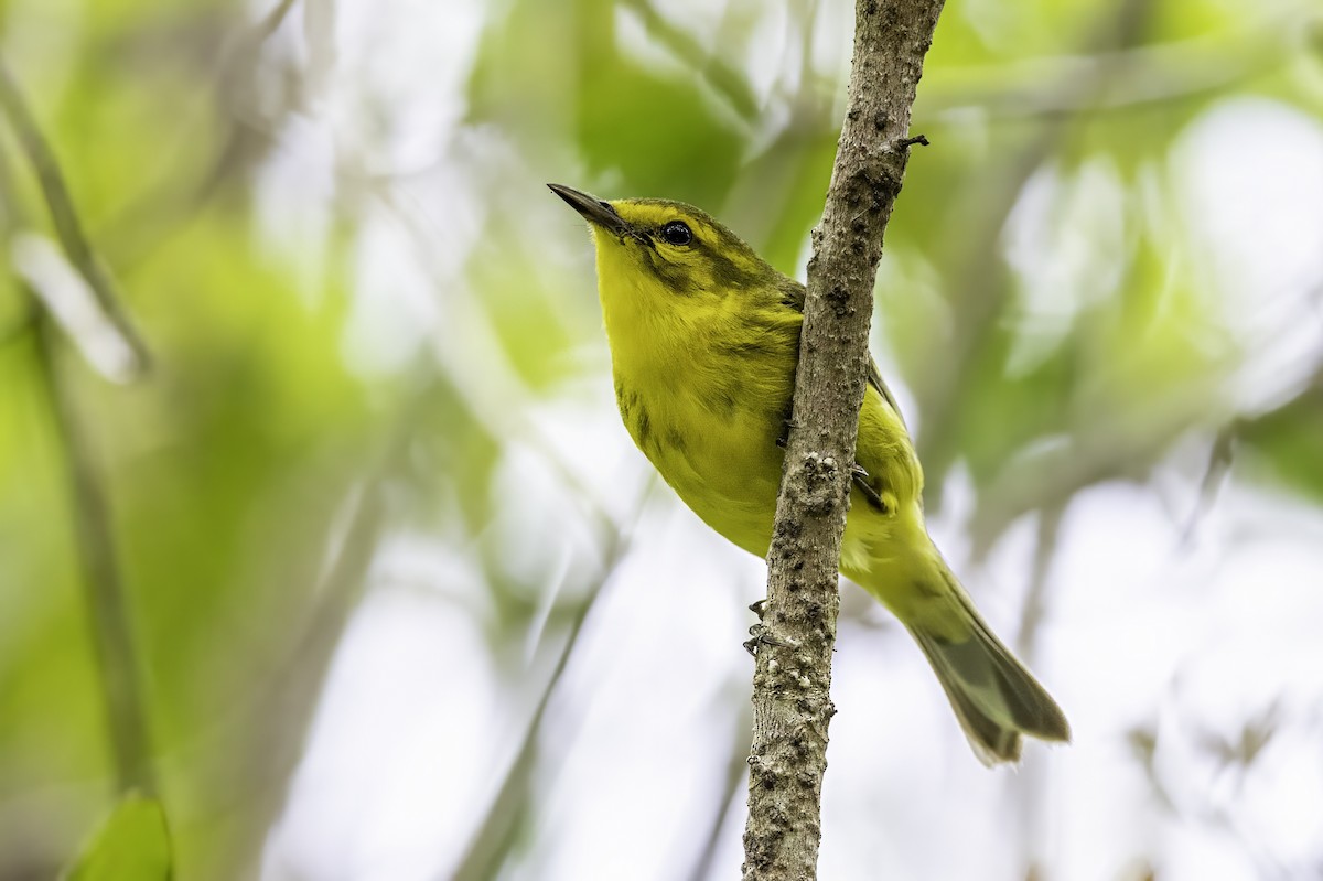 Vitelline Warbler - ML638064225