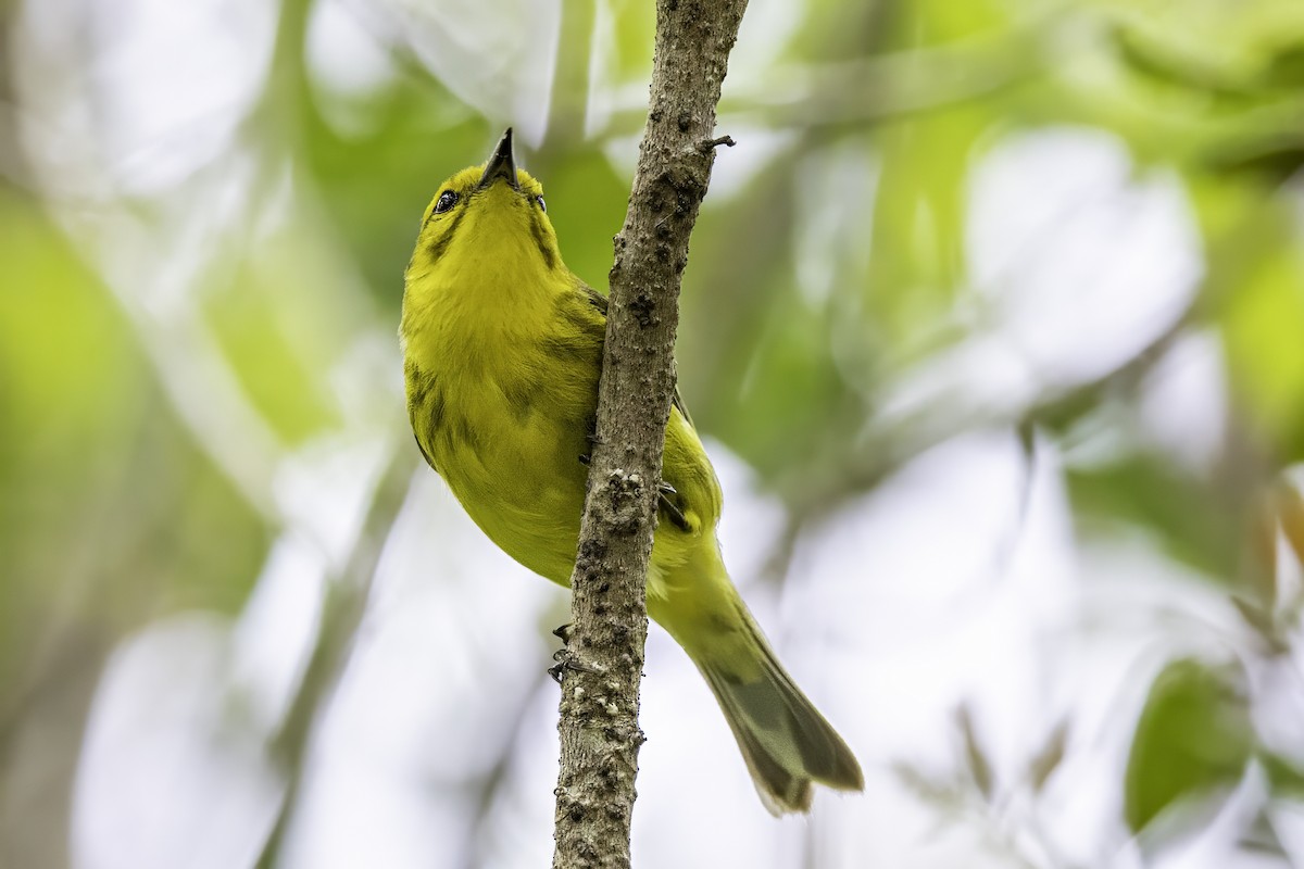 Vitelline Warbler - ML638064226
