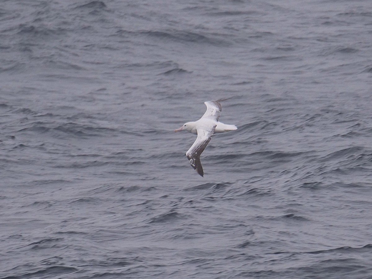 Snowy Albatross - ML638064227