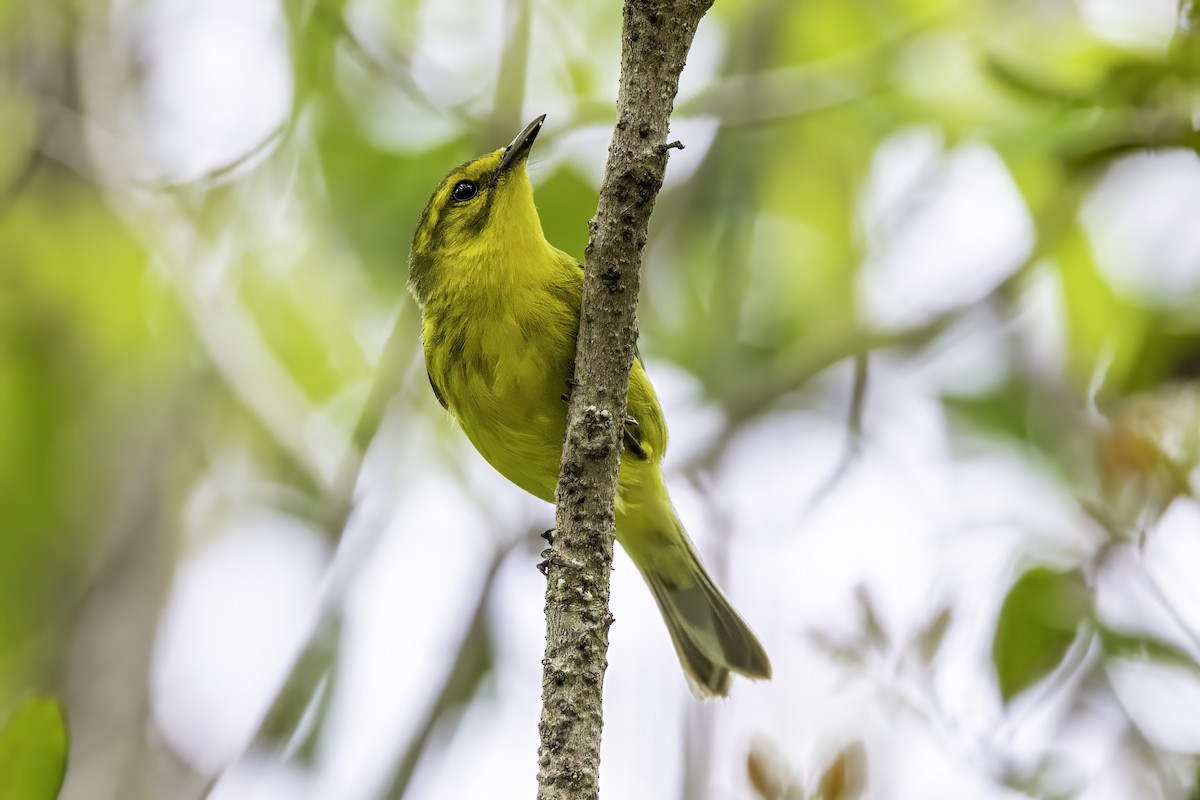 Vitelline Warbler - ML638064230