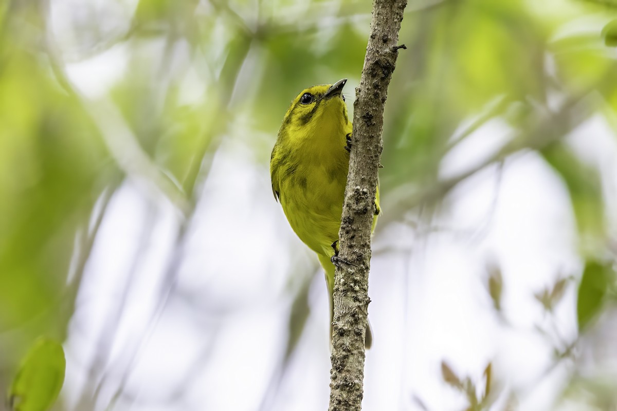 Vitelline Warbler - ML638064238