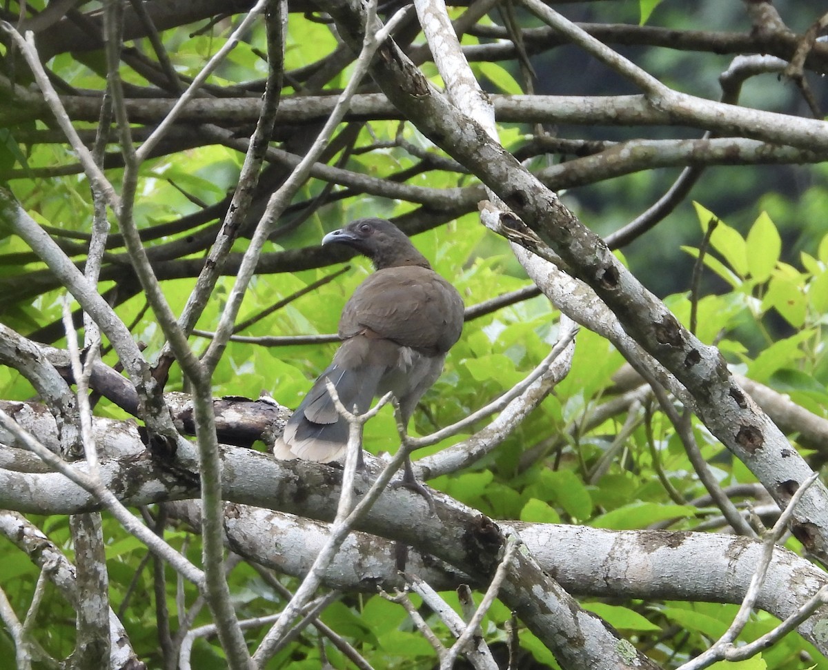 Gray-headed Chachalaca - ML638064239