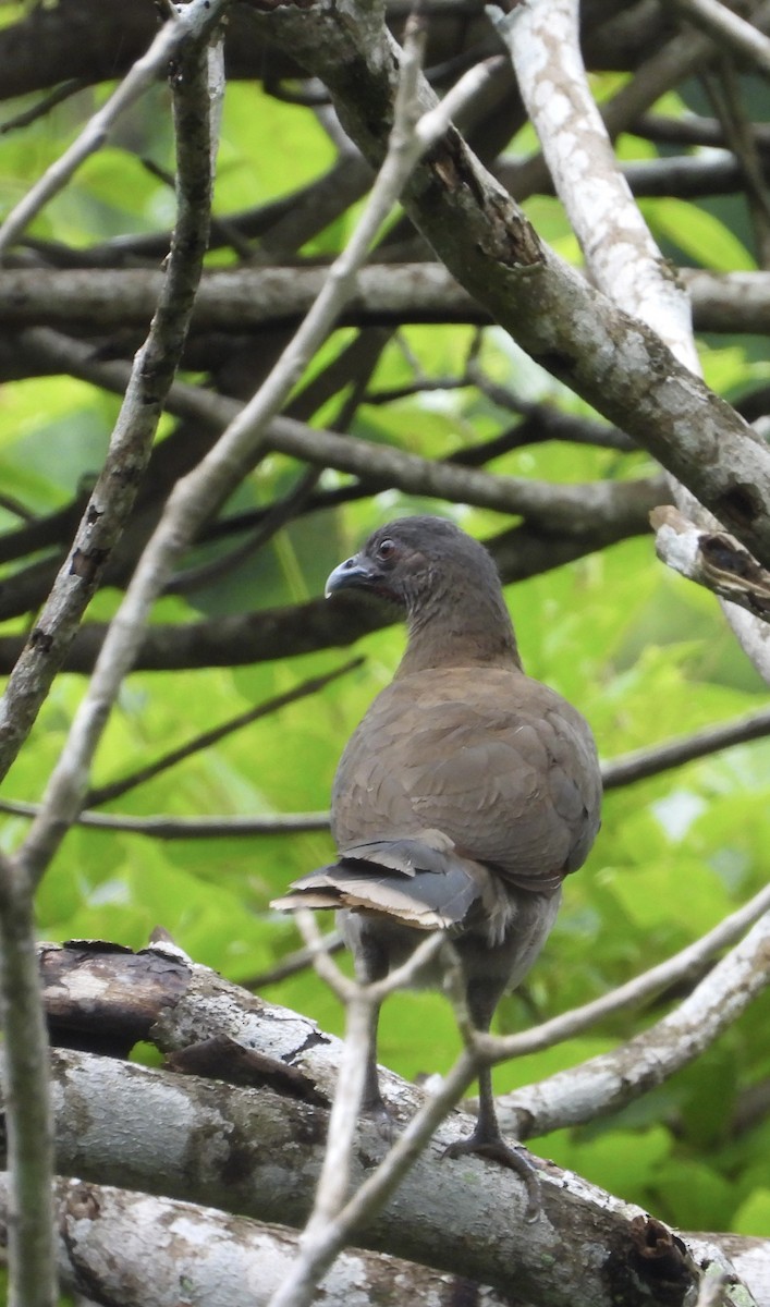 Gray-headed Chachalaca - ML638064240