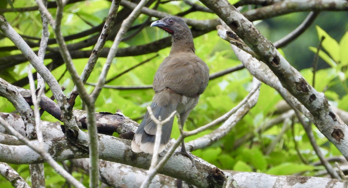 Gray-headed Chachalaca - ML638064241