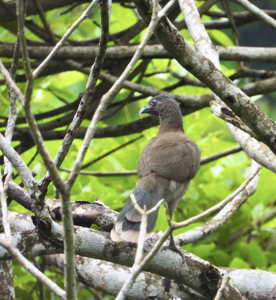 Gray-headed Chachalaca - ML638064242