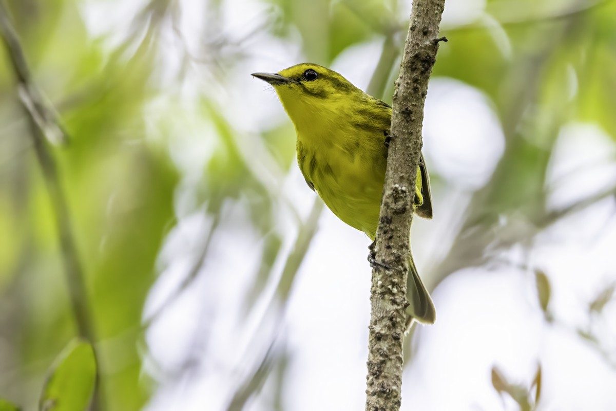 Vitelline Warbler - ML638064243