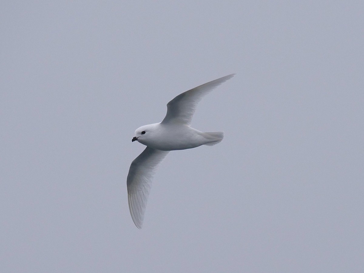 Snow Petrel - ML638064249