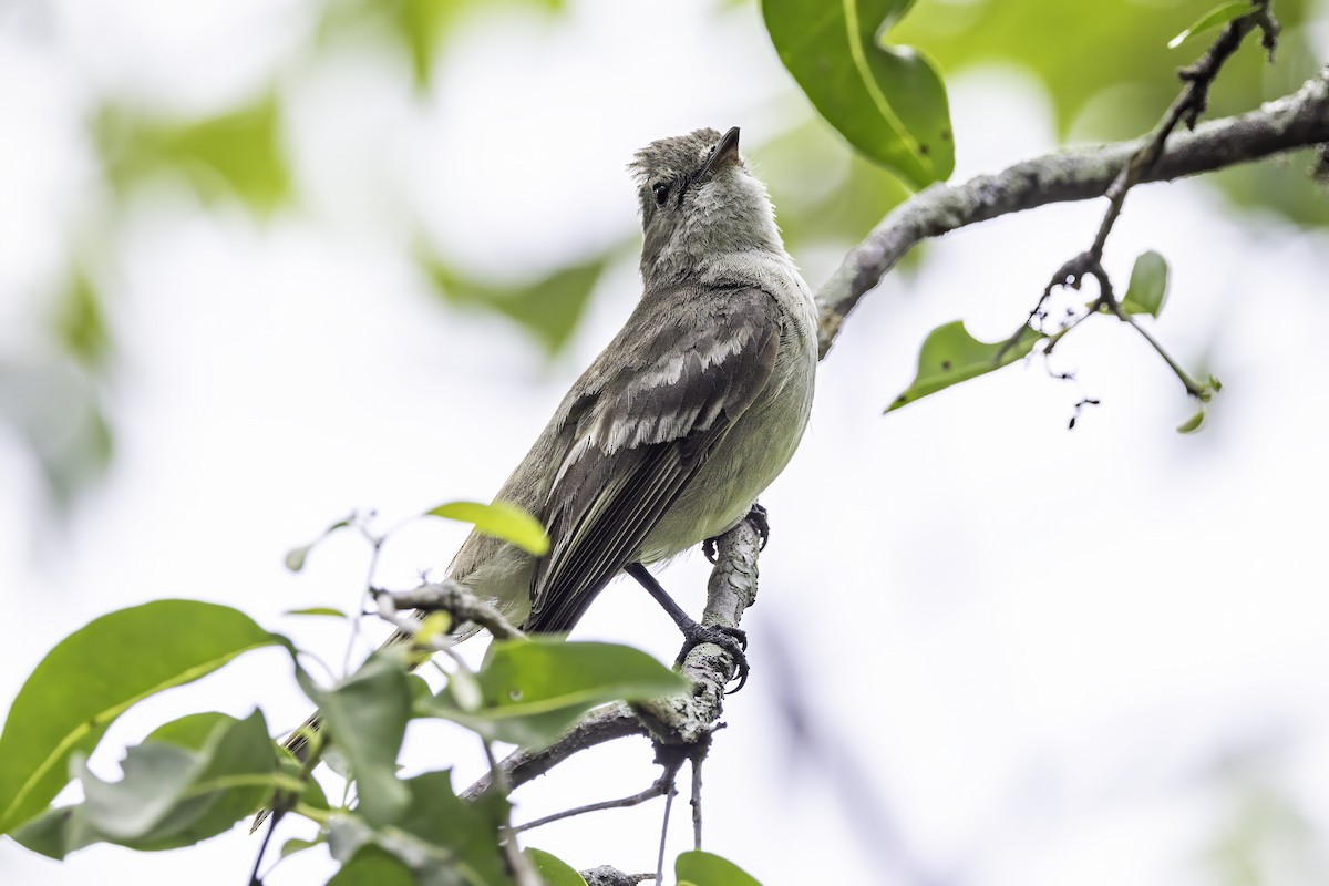 Caribbean Elaenia - ML638064250