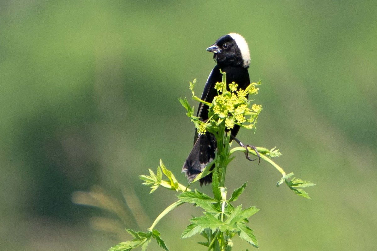 Bobolink - ML638064255