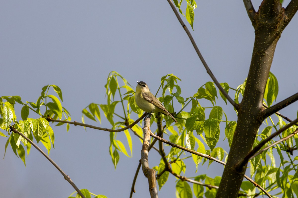 Philadelphia Vireo - ML638064270