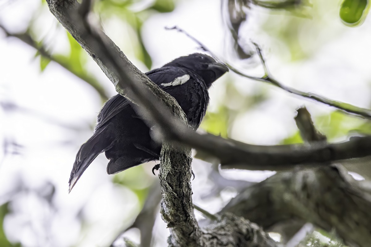 Grand Cayman Bullfinch - ML638064281