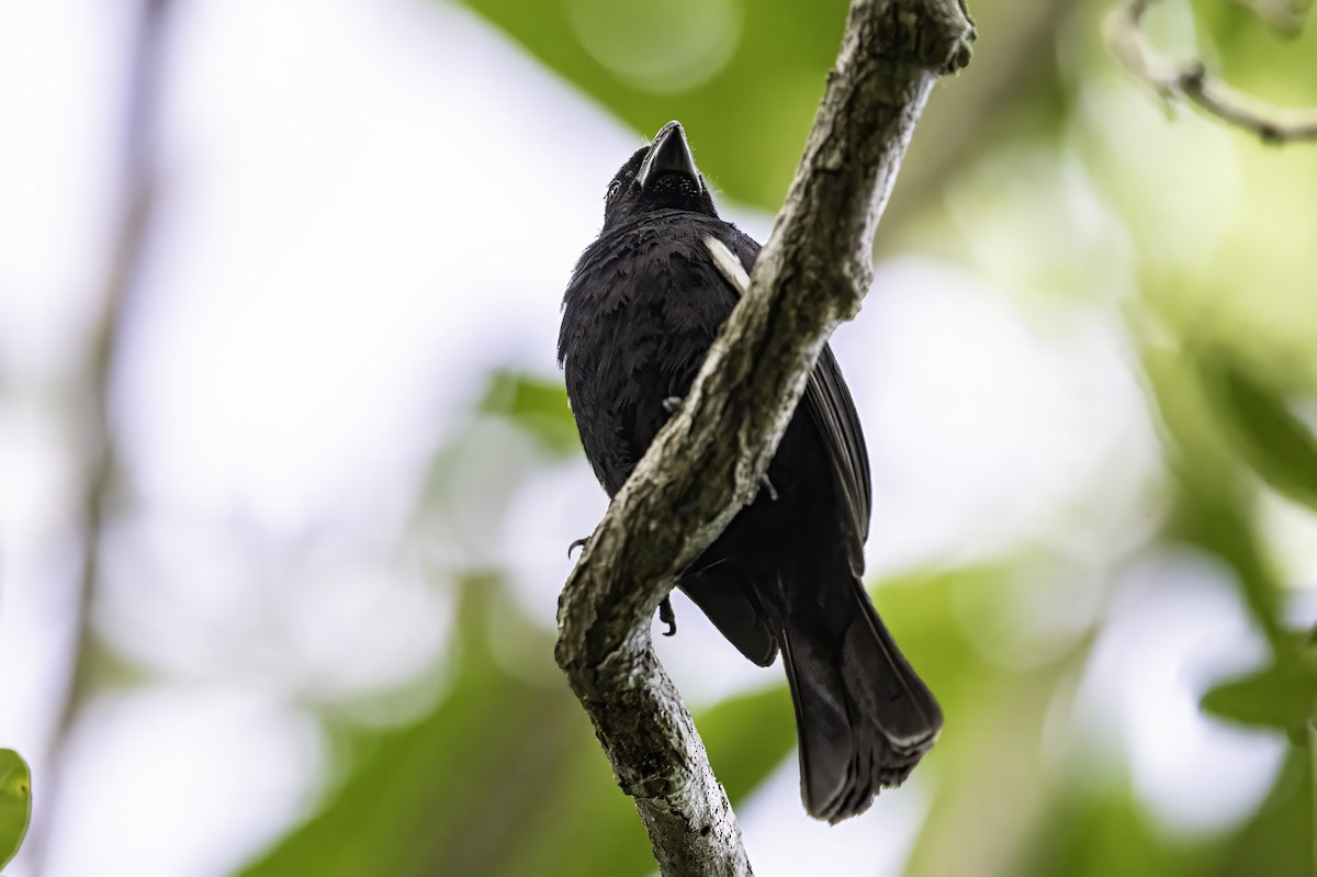 Grand Cayman Bullfinch - ML638064287