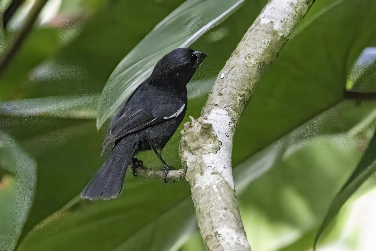 Grand Cayman Bullfinch - ML638064289