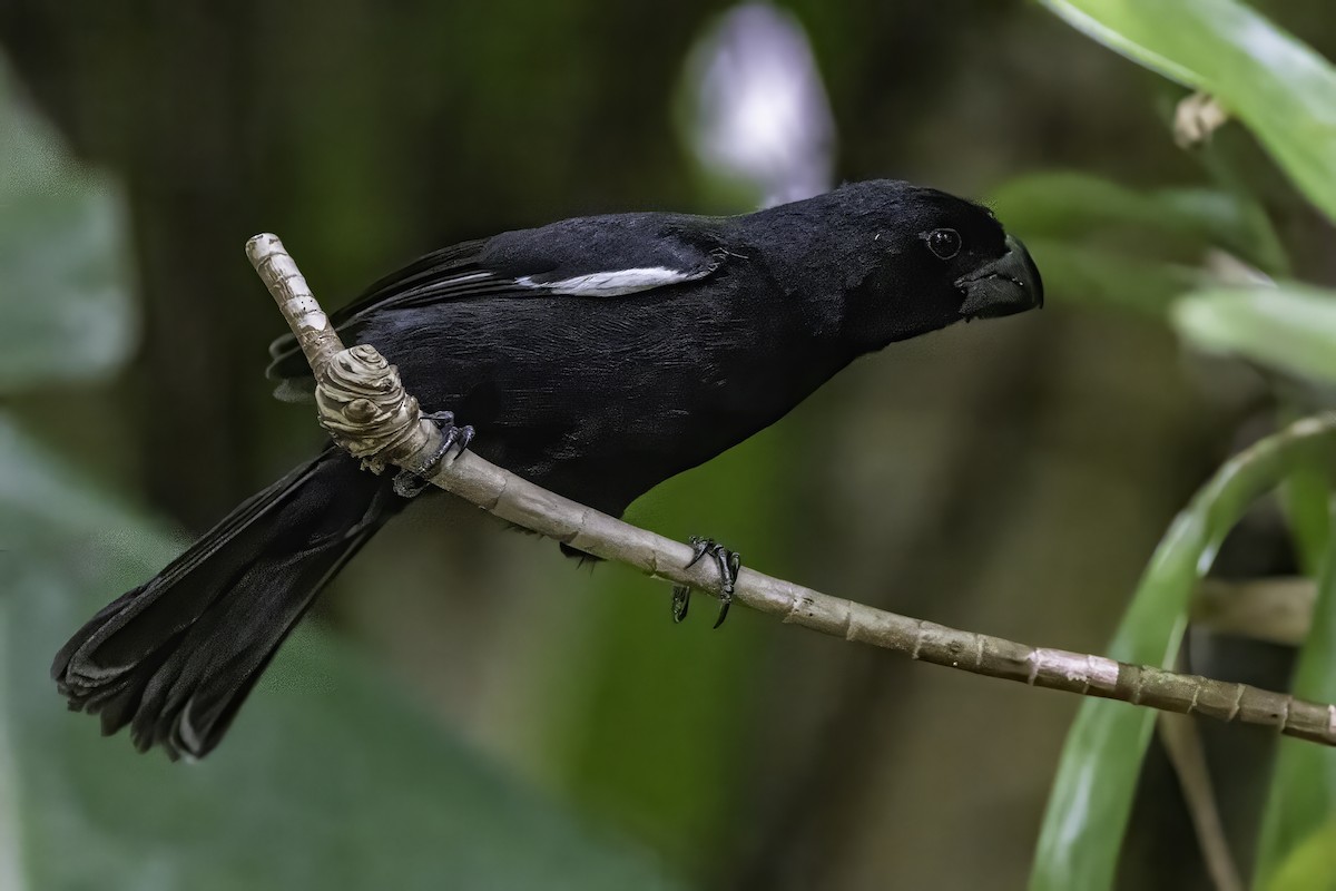 Grand Cayman Bullfinch - ML638064295