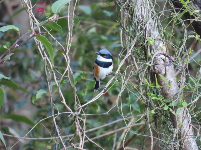 Cape Batis - ML638064296