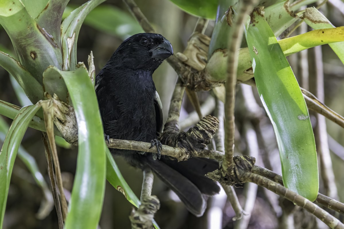 Grand Cayman Bullfinch - ML638064298