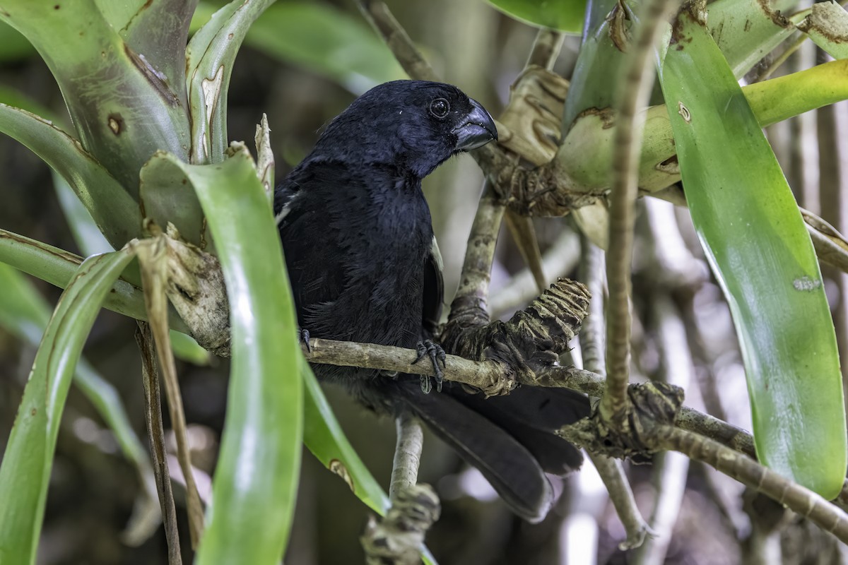 Grand Cayman Bullfinch - ML638064303