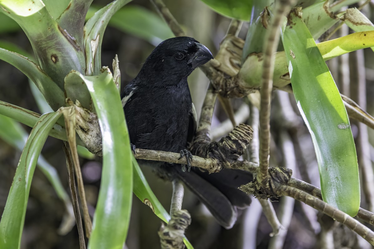Grand Cayman Bullfinch - ML638064305
