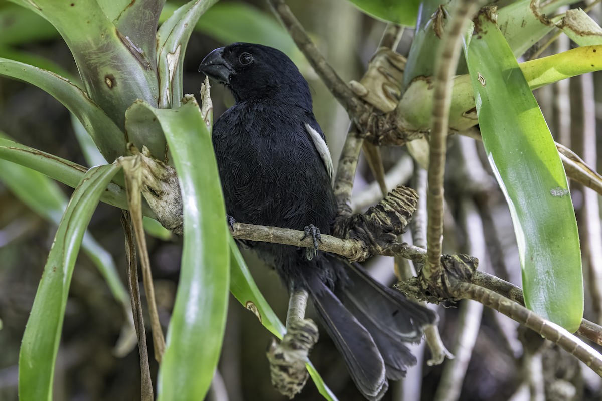 Grand Cayman Bullfinch - ML638064315
