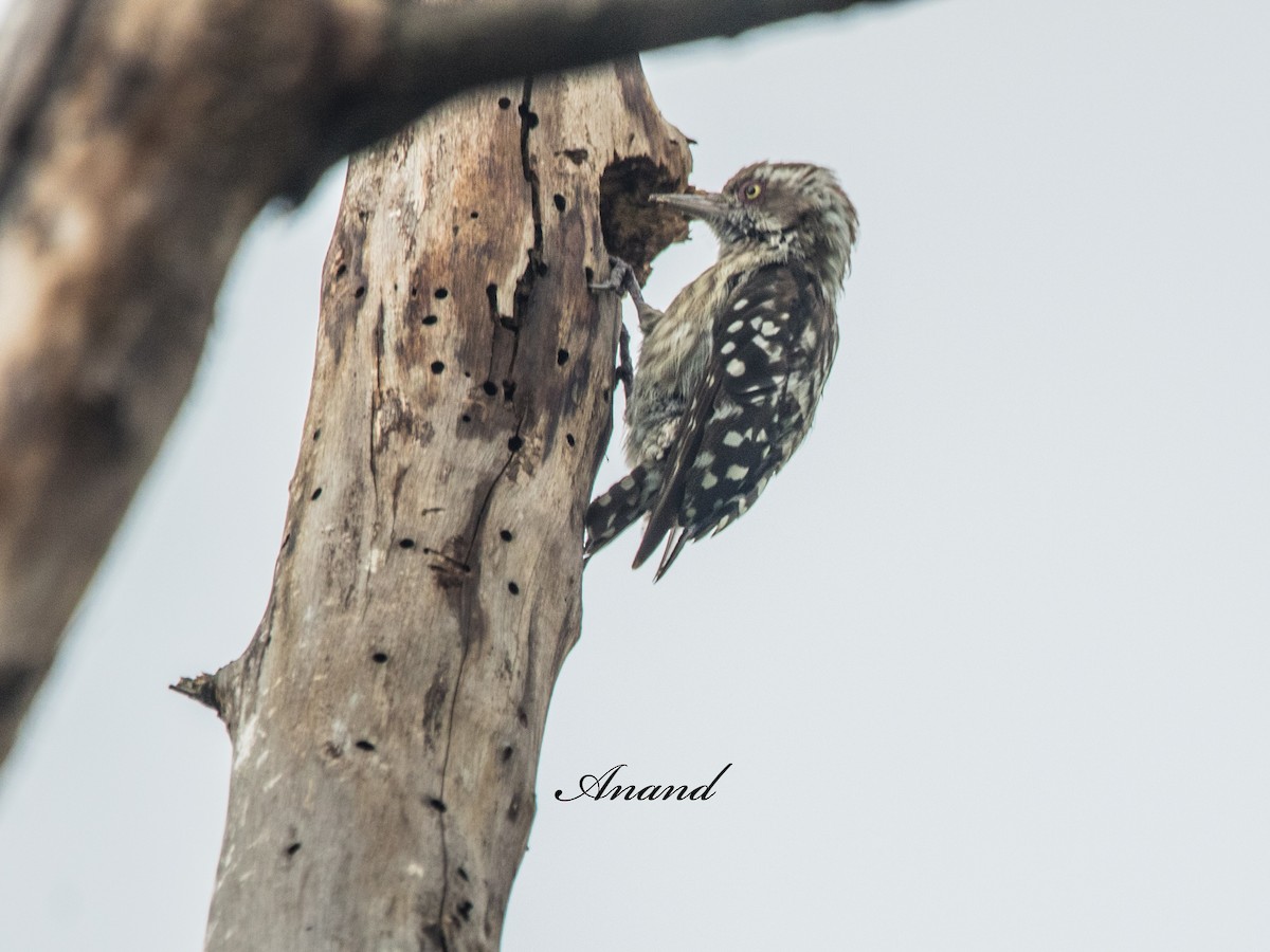 Brown-capped Pygmy Woodpecker - ML638064325