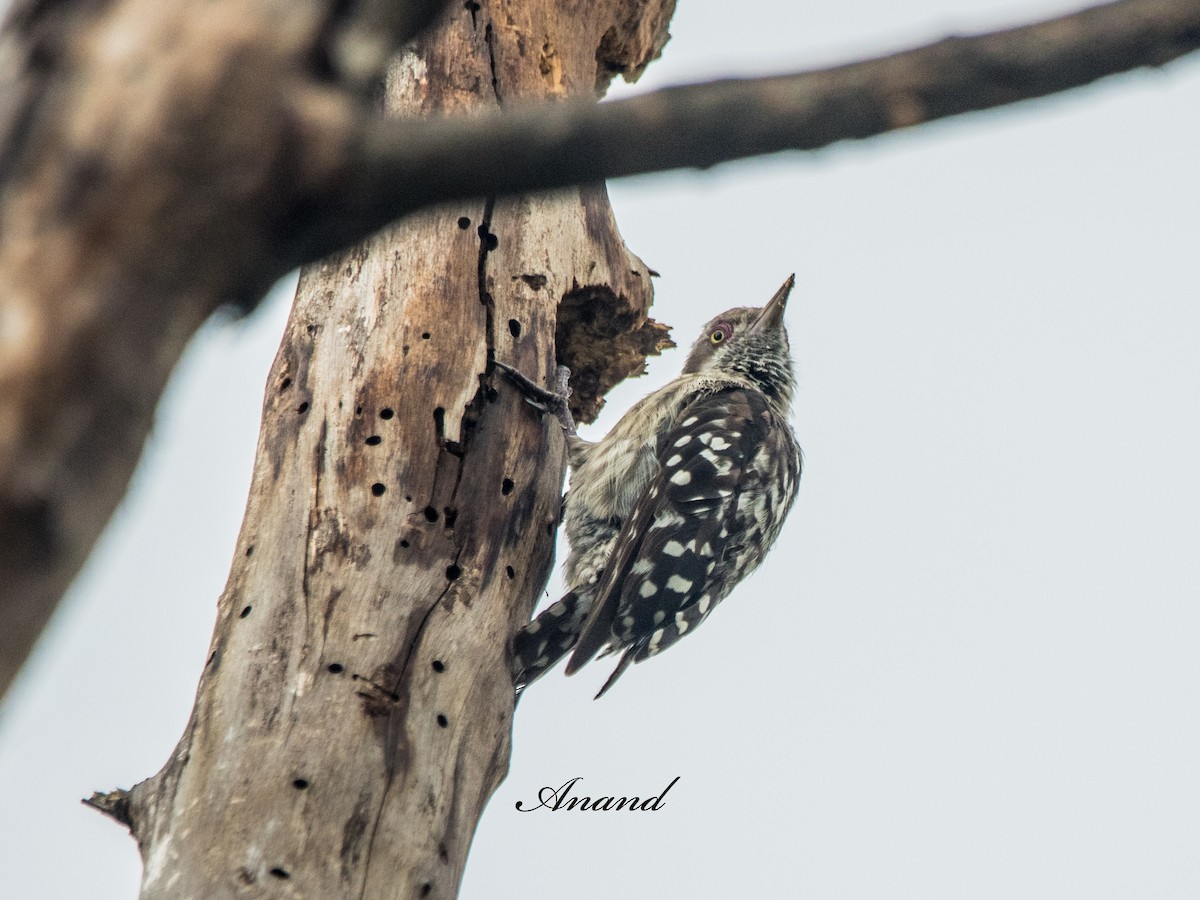 Brown-capped Pygmy Woodpecker - ML638064327