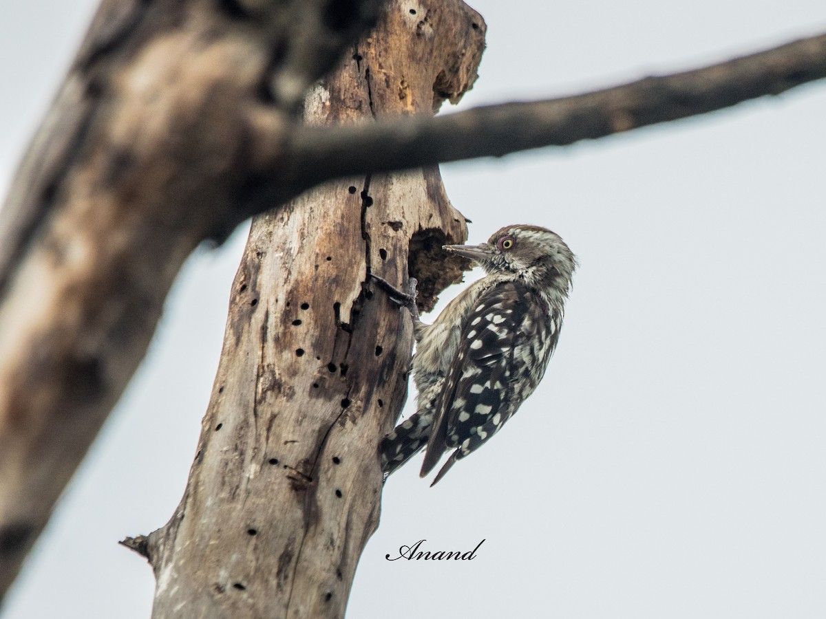 Brown-capped Pygmy Woodpecker - ML638064328