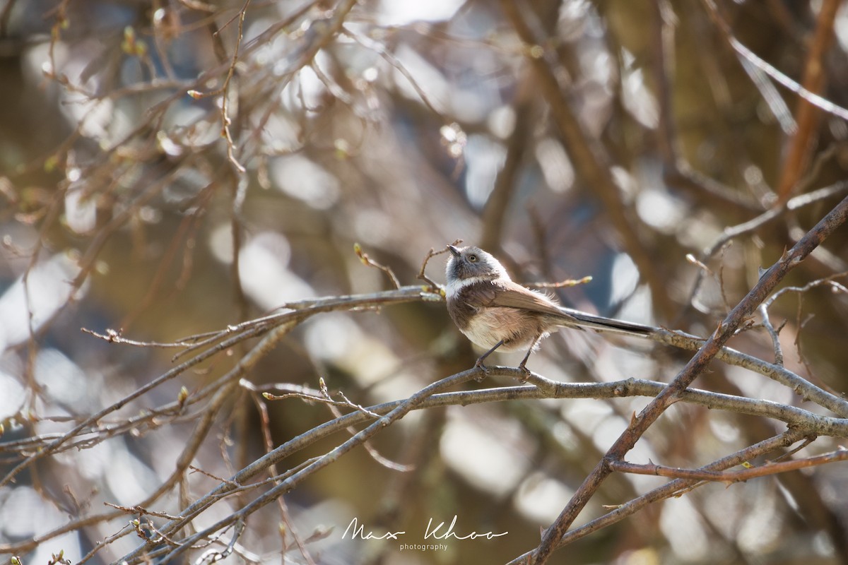 Sooty Tit - ML638064340