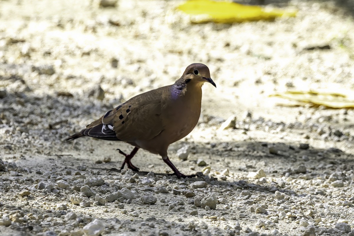 Zenaida Dove - ML638064341