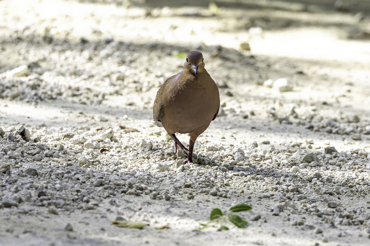 Zenaida Dove - ML638064356