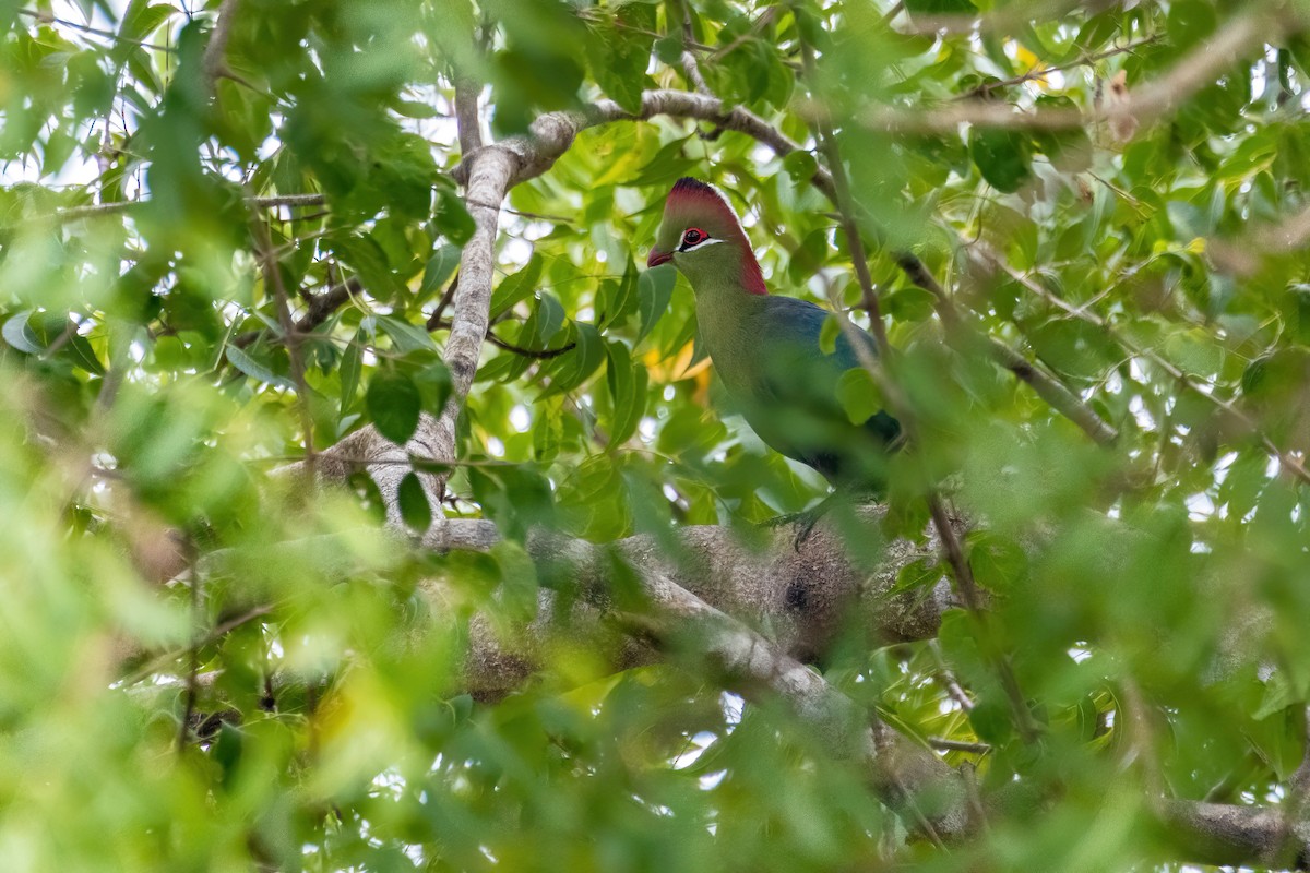 Fischer's Turaco - ML638064357