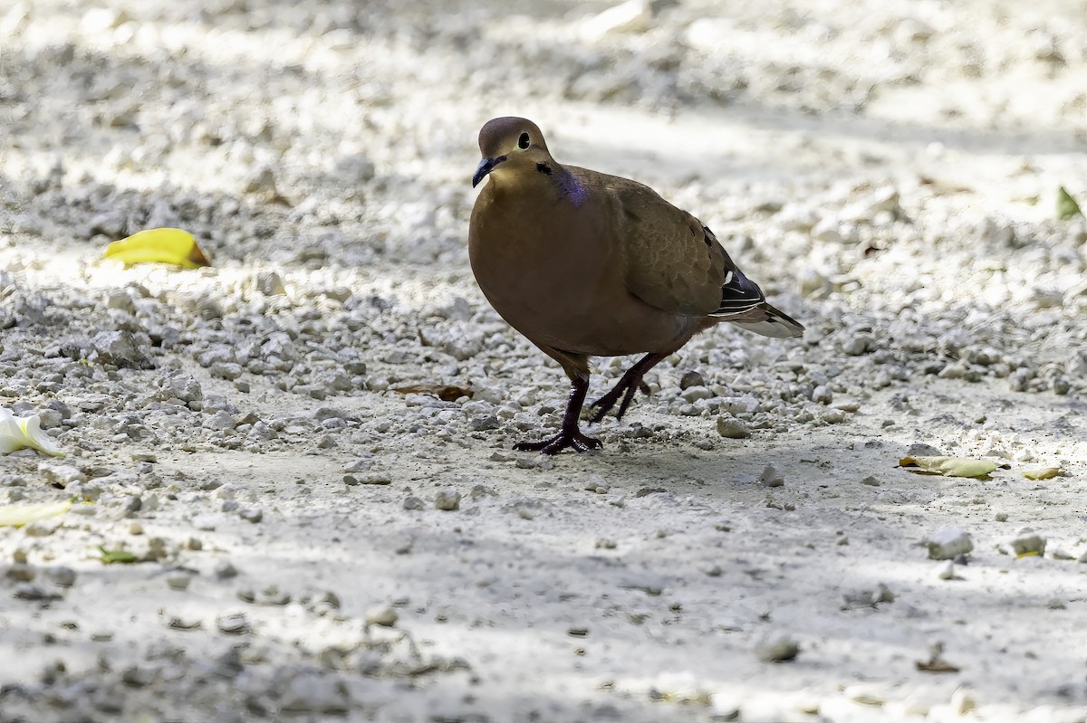 Zenaida Dove - ML638064358