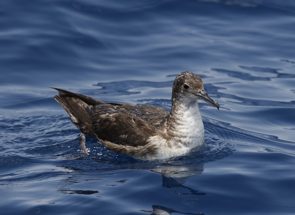 Balearic Shearwater - ML638064362