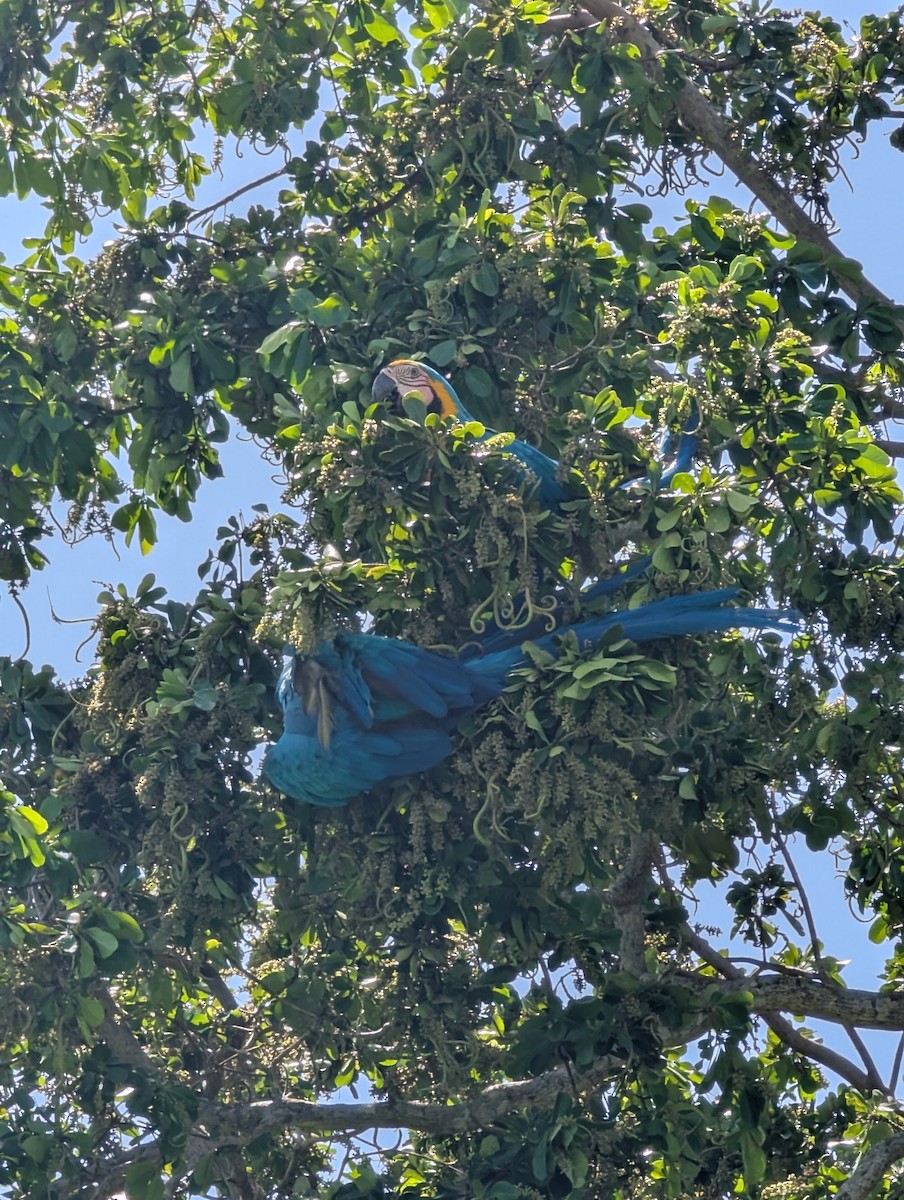 Blue-and-yellow Macaw - ML638064363