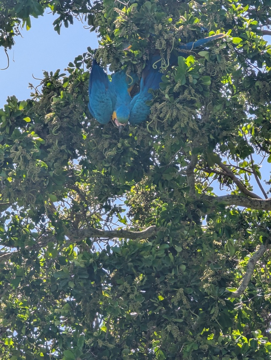 Blue-and-yellow Macaw - ML638064364