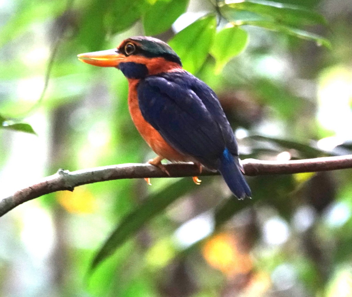 Rufous-collared Kingfisher - ML638064389