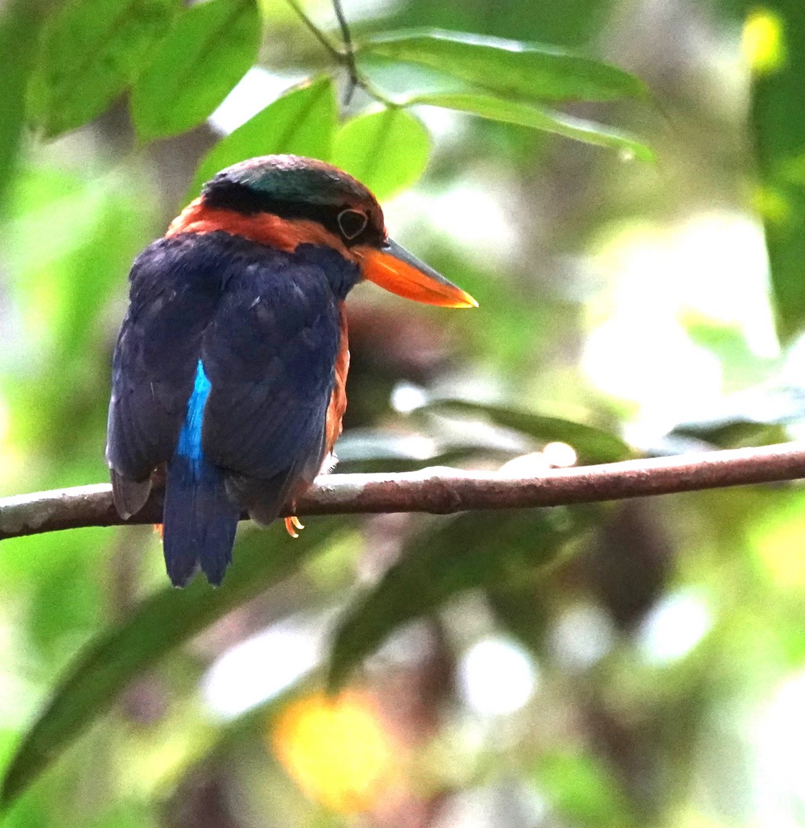 Rufous-collared Kingfisher - ML638064390