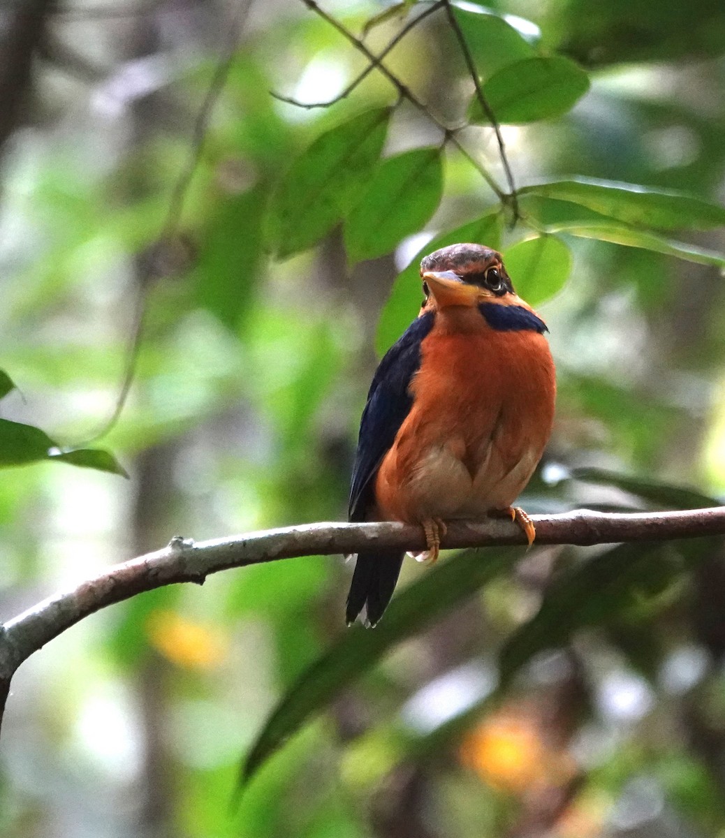 Rufous-collared Kingfisher - ML638064391