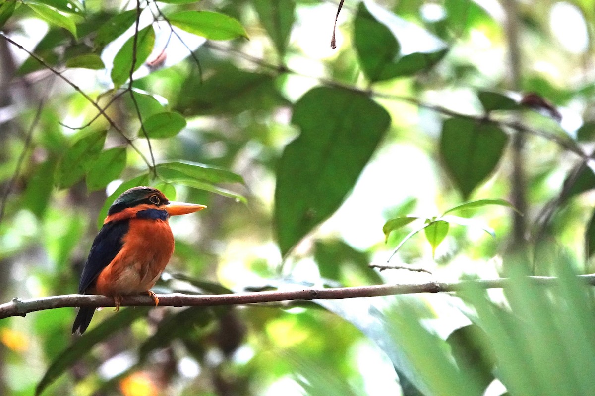 Rufous-collared Kingfisher - ML638064392