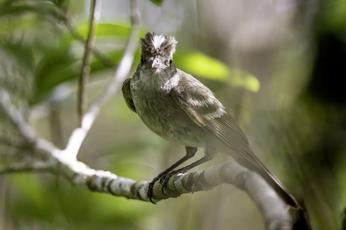 Caribbean Elaenia - ML638064408