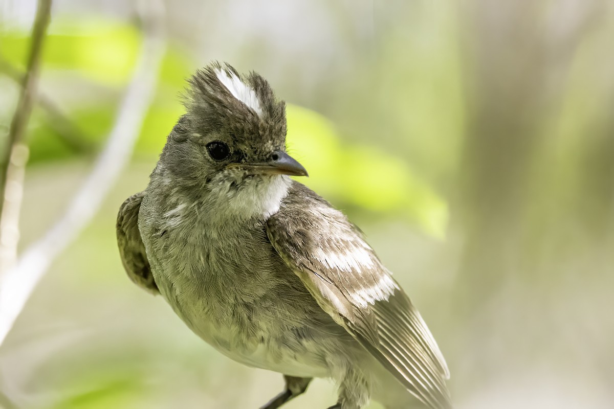 Caribbean Elaenia - ML638064409
