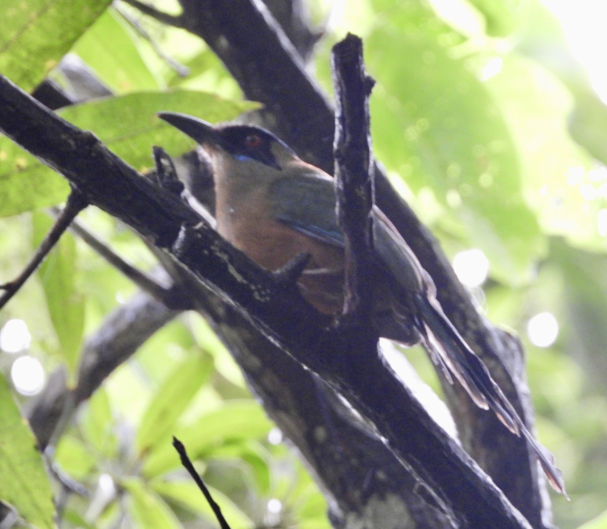 Whooping Motmot - ML638064426