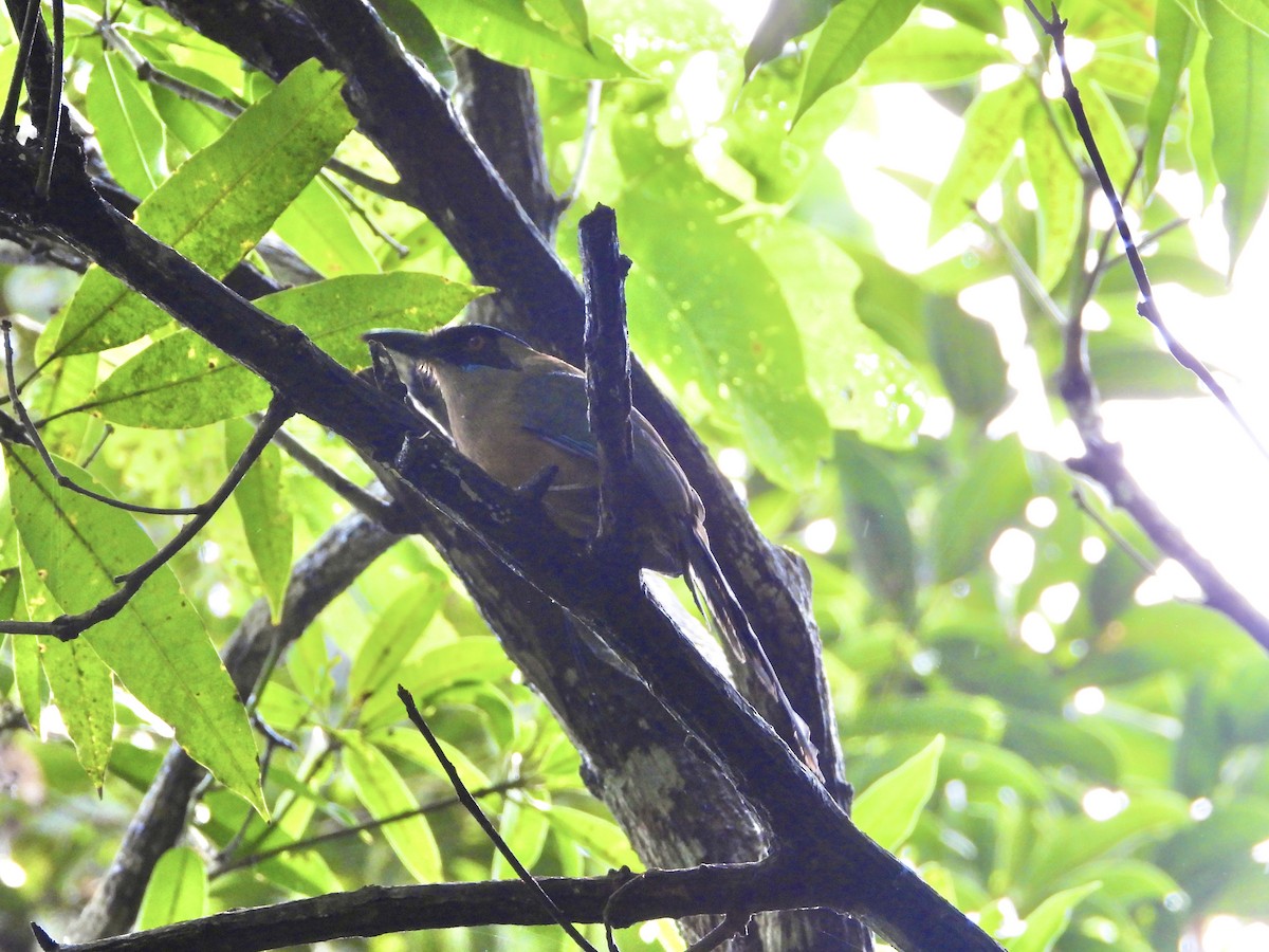 Whooping Motmot - ML638064427