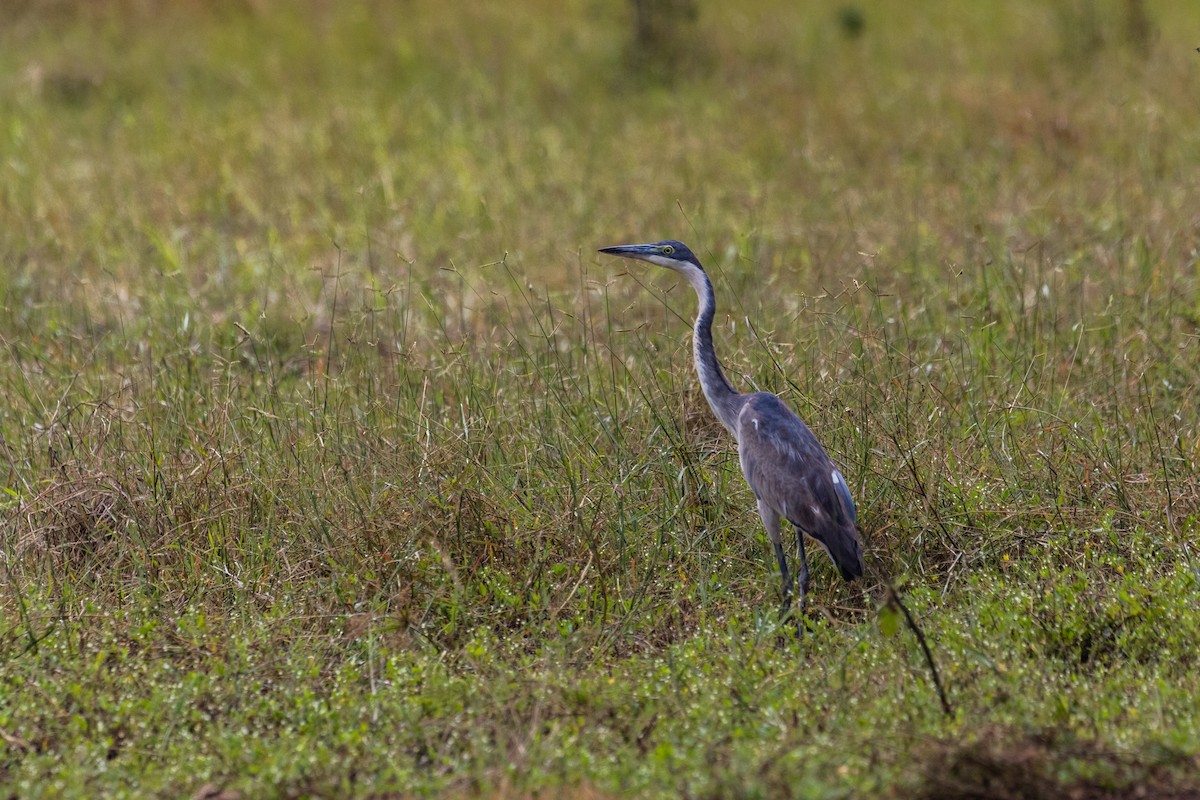 Black-headed Heron - ML638064443