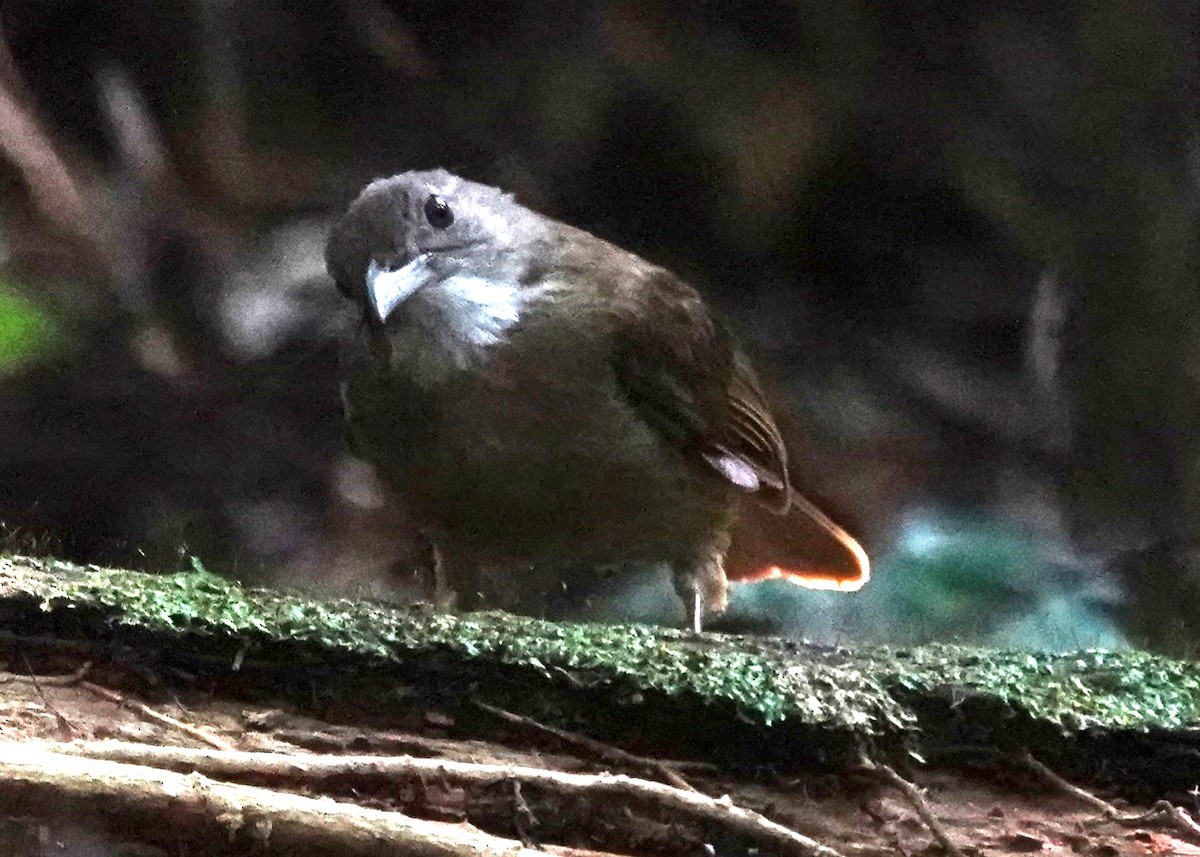 Gray-cheeked Bulbul - ML638064447