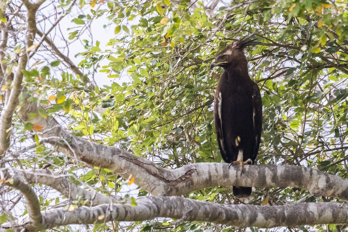Long-crested Eagle - ML638064467