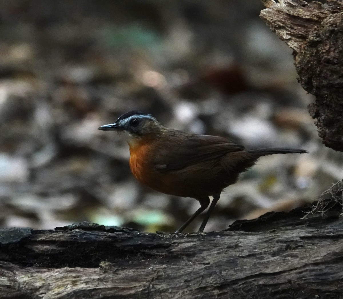 Malayan Black-capped Babbler - ML638064477