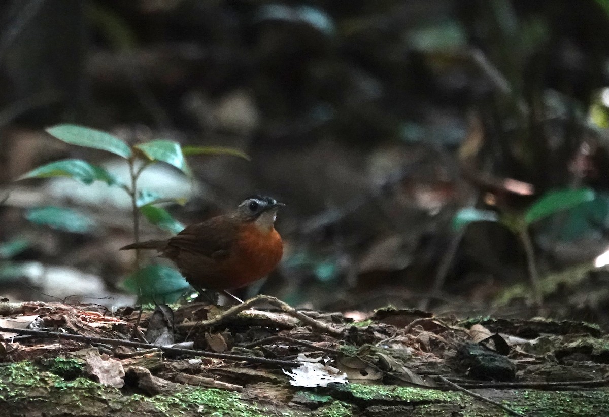 Malayan Black-capped Babbler - ML638064479