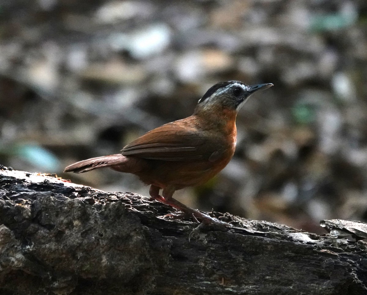 Malayan Black-capped Babbler - ML638064480