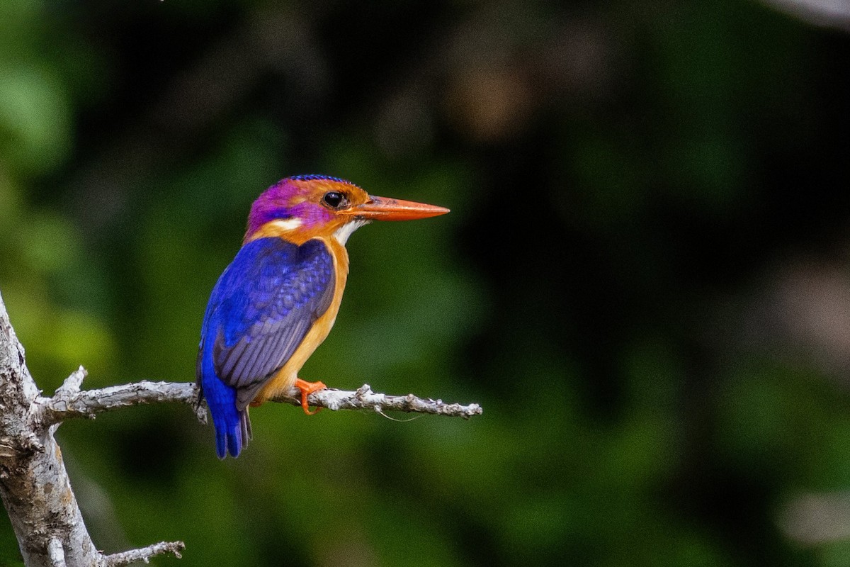 African Pygmy Kingfisher - ML638064491